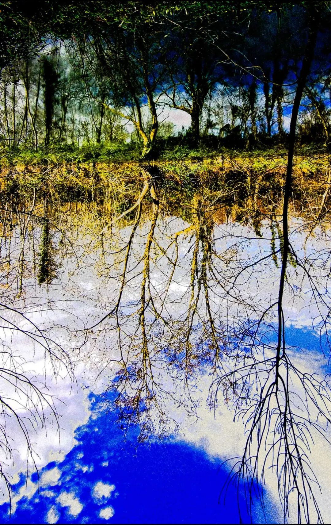 Baignade de nuages et arbres au miroir de la rivière