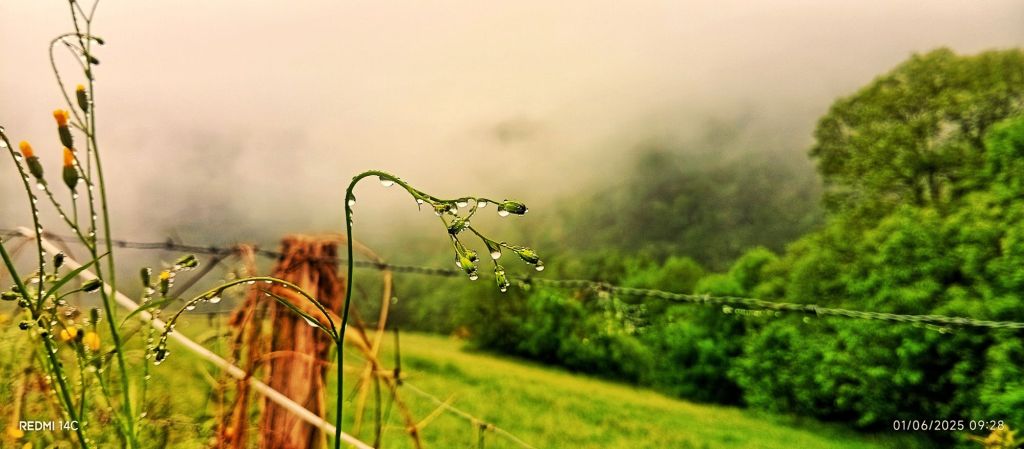 la bruma, las gotas de lluvia.