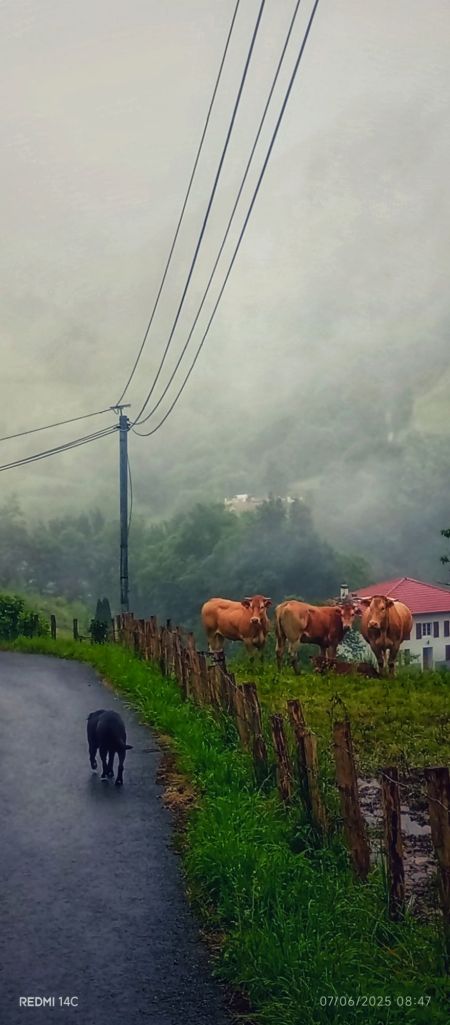Vaches ferment les rangs pour sauver le veau