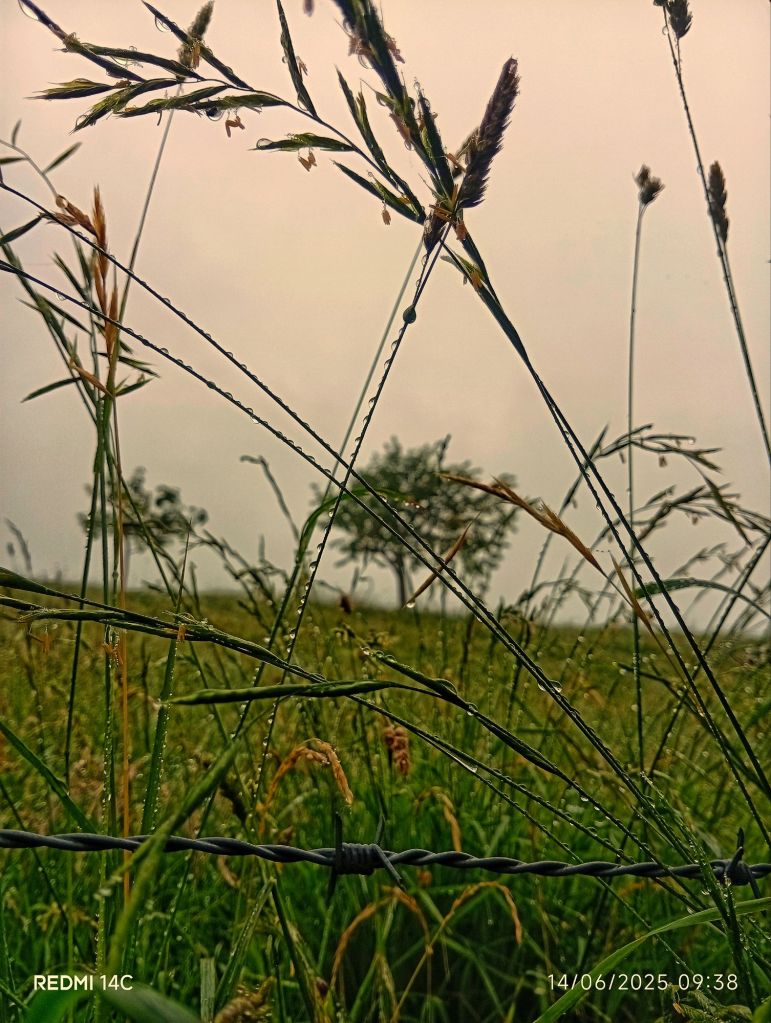 La rosée vient d'inaugurer le panorama des champs